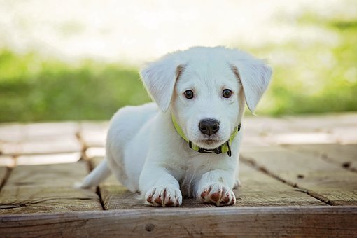 puppy-1903313__340.jpg