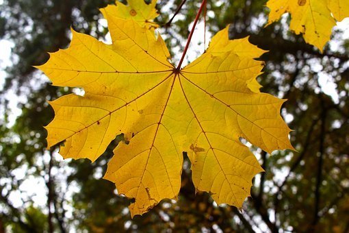 fall-leaves-3781264__340.jpg